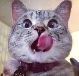 打酱油哈@路人主播照片