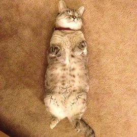 打酱油哈@路人主播照片