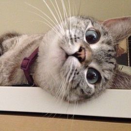 打酱油哈@路人主播照片