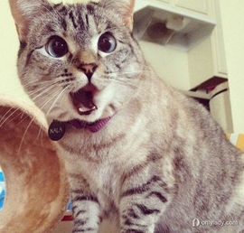 打酱油哈@路人主播照片