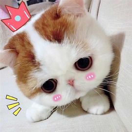 ...147主播照片