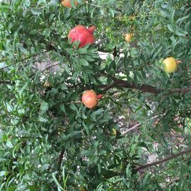 ♪♪糖豆豆♪♪没人疼主播照片