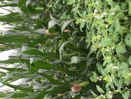 ♪♪糖豆豆♪♪没人疼主播照片