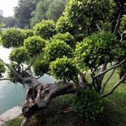 匿名称号海报