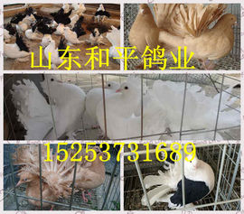 山东和平爱鸽人主播照片