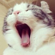 猫某淫海报