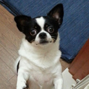 色明月