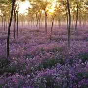 野原新之助の大象