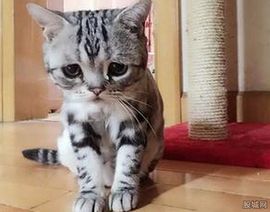 ღ﹏梓鑫家❥麦相公主播照片