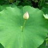 摩奴法典