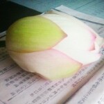 ^0^布丁淑华^0^