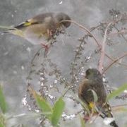 醉醉大鹅蛋