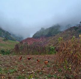 神农架.山妹妹主播照片