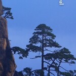 绿城狼王海报