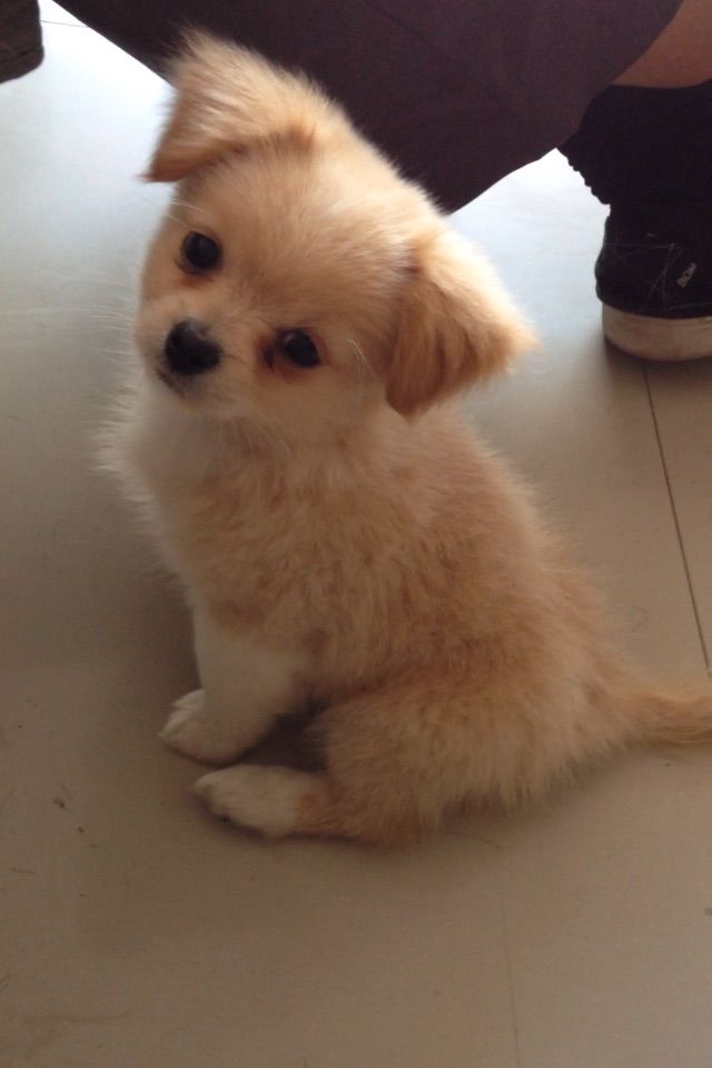 小七℡公主夢⌒的主播照片