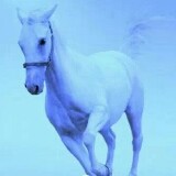 踏❄寻🌼海报
