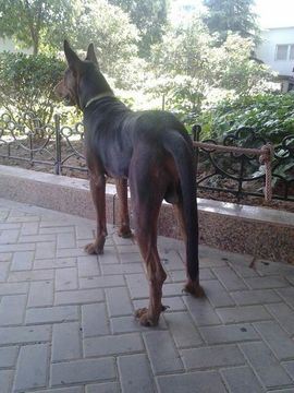犬879511488主播照片