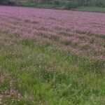 杜鹃花语