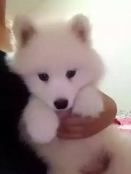 荷曦♫つ主播照片