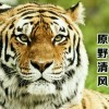 原野清风9