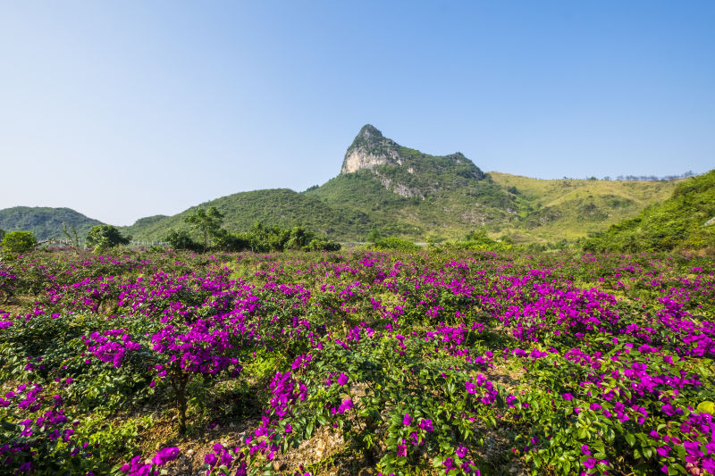 桂林花海的主播照片