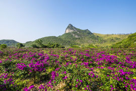 桂林花海主播照片