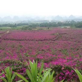花海旅游主播照片