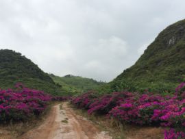 花海旅游主播照片