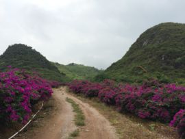 花海旅游主播照片