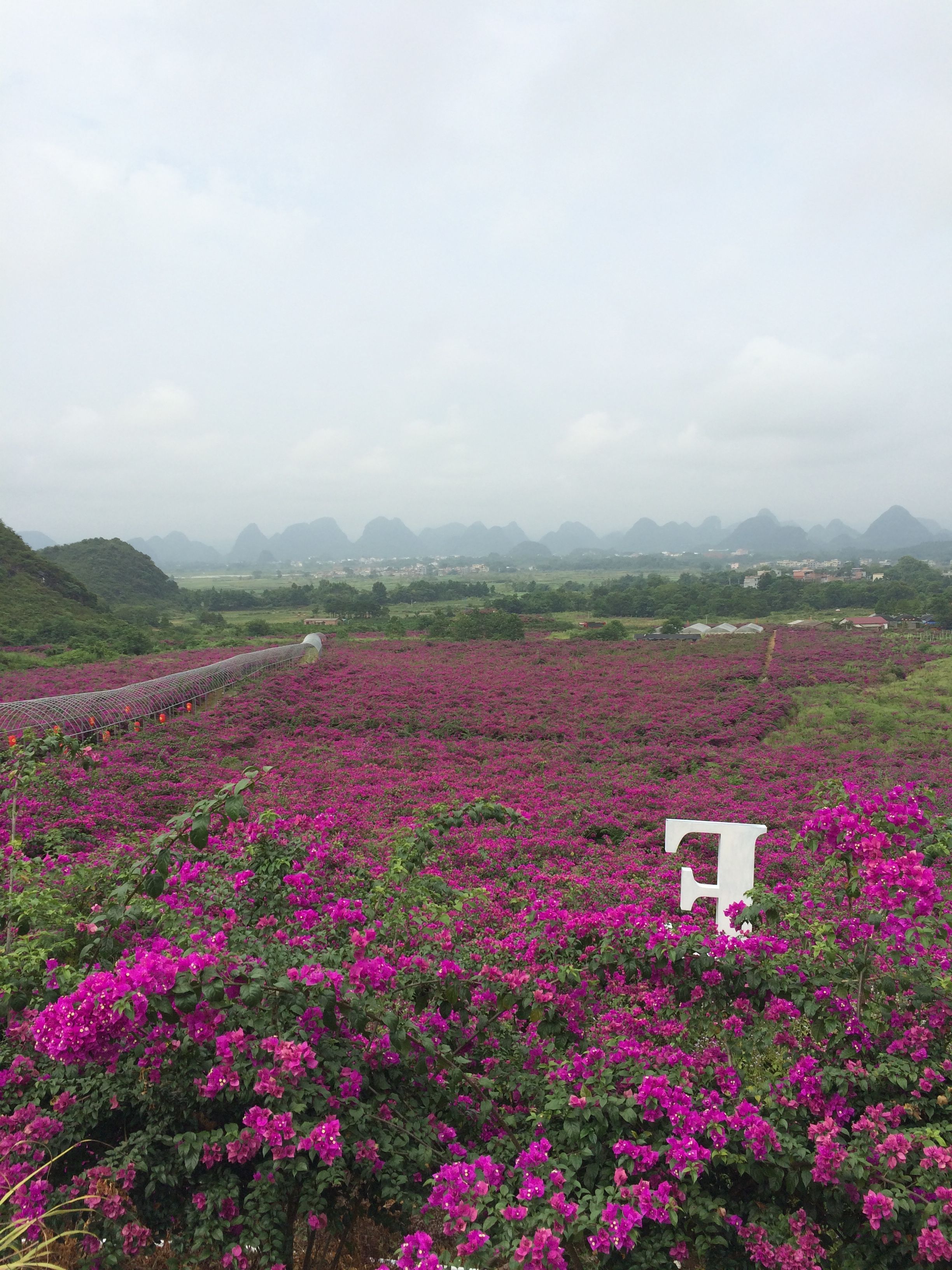 花海旅游的主播照片