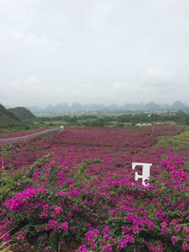 花海旅游主播照片
