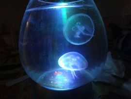 风中的风铃主播照片