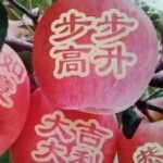 转运竹e