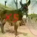 神马哥哥~~海报