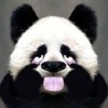 异凯q