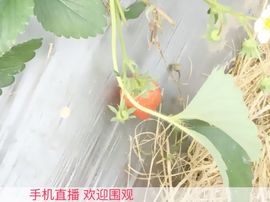 Sweet💫主播照片