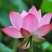 妙音菩提