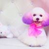 Ss。5y