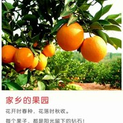 【赣】脐橙果园的头像