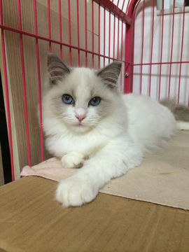 眼神⊙⊙主播照片