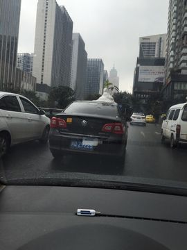 小安妮.主播照片