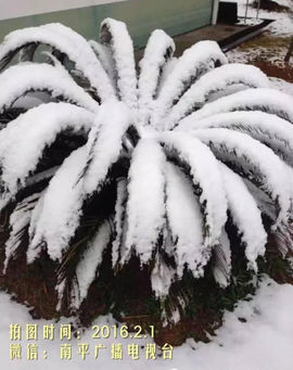 沙棘花果主播照片