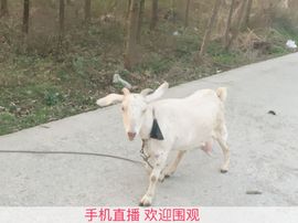 *惜月*在等你主播照片
