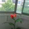 小洛克z