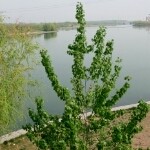 China-承诺