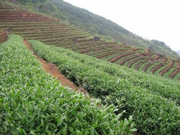 ♨️じ★╮茶香哥哥✿的主播照片