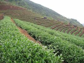 ♨️じ★╮茶香哥哥✿主播照片