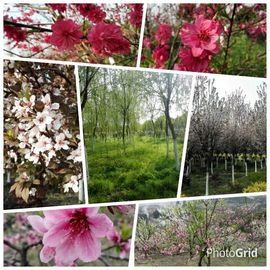 💖镜花水月💖主播照片