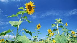 囧r柠檬琉璃夏主播照片