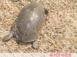 龍帅★彡微诺主播照片